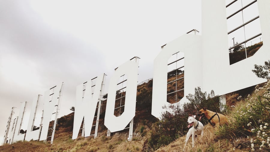 Image of Hollywood Dogs by Nar Levoni