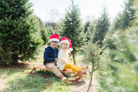 Image 2 of Christmas Tree Farm Mini Sessions (11/14/26)