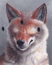 coyte (4x5, 8x10, 11x14 inches) fine art print