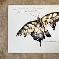 Image 2 of eastern tiger swallowtail butterfly print