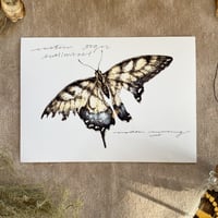 Image 1 of eastern tiger swallowtail butterfly print