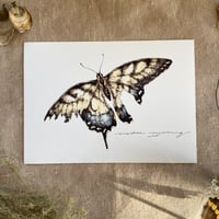 Image 3 of eastern tiger swallowtail butterfly print