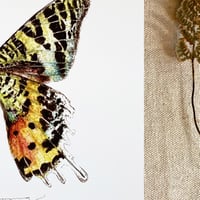 Image 2 of madagascan sunset moth