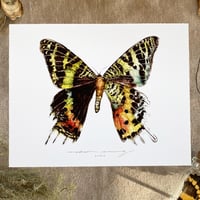 Image 1 of madagascan sunset moth