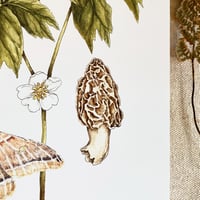 Image 2 of mayapple & morel