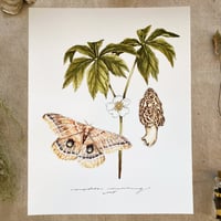 Image 1 of mayapple & morel
