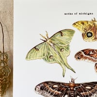 Image 2 of moths