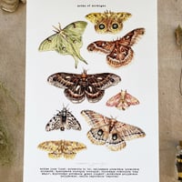 Image 1 of moths