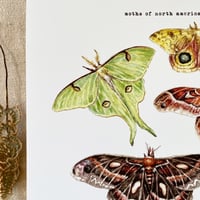 Image 4 of moths