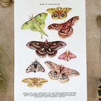 Image 3 of moths