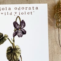 Image 2 of violet