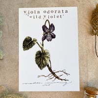 Image 1 of violet