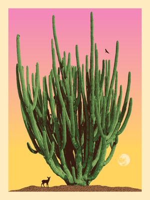 Pitaya of Wisdom Sunset