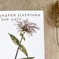 Image 2 of bee balm