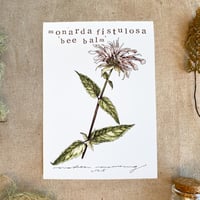 Image 1 of bee balm