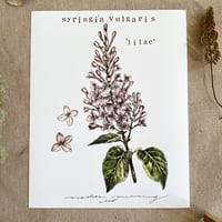 Image 1 of lilac
