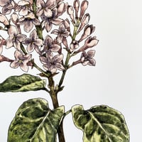 Image 2 of lilac