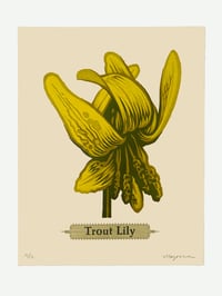 Trout Lily