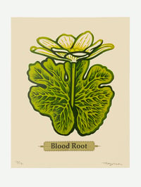 Blood Root