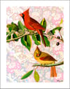 Cardinal Rule (Pop Tone)