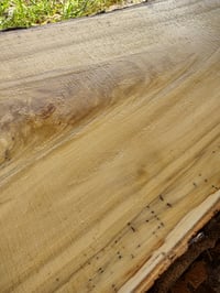 Image 5 of Cottonwood