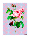A Good Year for the Roses (Pop Tone)