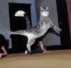 Hover Cat II
