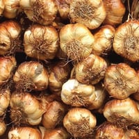 Image 1 of French Oak Smoked Garlic Bulb