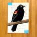 Image of Red Winged Blackbird / unframed original painting