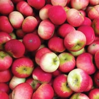 British Mole End Orchard Organic Discovery Apples