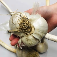Image 2 of French Elephant Garlic Full Bulb - 2026 Harvest - Rare Cloves