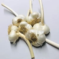 Image 1 of French Elephant Garlic Full Bulb - 2026 Harvest - Rare Cloves