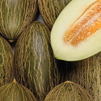 Spanish Piel De Sapo Frog Melon - Small