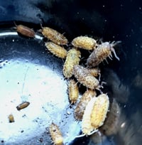 Image 1 of New for 2026 - 'Calico cookies' Scaber 