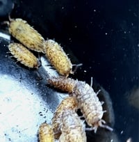 Image 3 of New for 2026 - 'Calico cookies' Scaber 