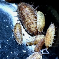 Image 4 of New for 2026 - 'Calico cookies' Scaber 