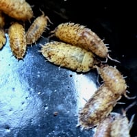 Image 2 of New for 2026 - 'Calico cookies' Scaber 