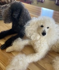 Image 4 of On Sale Custom 6” or 9”  dog laying down 