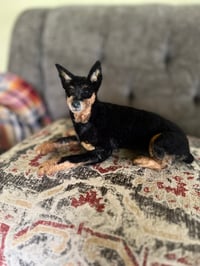 Image 3 of On Sale Custom 6” or 9”  dog laying down 