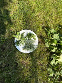 Image 2 of Nettle & Rose Face Serum
