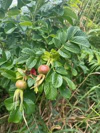 Image 2 of Rosehip Lip Balm