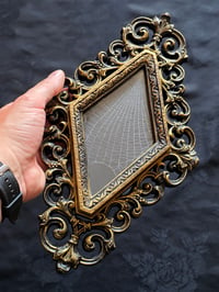 Image 1 of Unique Diamond shaped framed preserved web - C