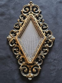 Image 1 of  Unique Diamond shaped framed preserved web - B