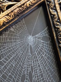 Image 3 of Unique Diamond shaped framed preserved web - A