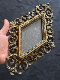 Image 1 of Unique Diamond shaped framed preserved web - A
