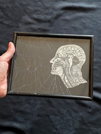 Image 2 of Vintage ANATOMICAL COLLECTION - Preserved web  - 2