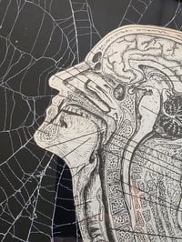 Image 1 of Vintage ANATOMICAL COLLECTION - Preserved web  - 2