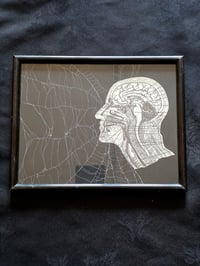 Image 3 of Vintage ANATOMICAL COLLECTION - Preserved web  - 2