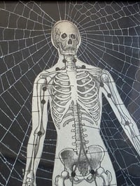 Image 1 of The Skeleton -  Vintage ANATOMICAL COLLECTION 