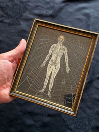 Image 2 of The Skeleton -  Vintage ANATOMICAL COLLECTION 